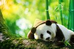 Foto: Ein Panda mit Hut liegt auf einem Stamm vor Bamusstängeln.