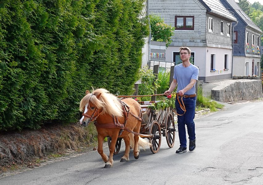 Foto: Maschinenbau-Student entwickelt Ponykutsche im viktorianischen Stil, Till Kliche bei der Arbeit mit einem Pony und einem historischen Handwagen (Quelle: J. Kliche) 