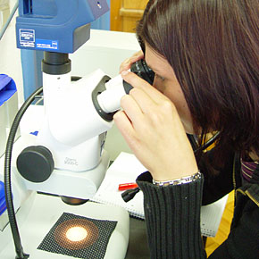 Foto: Ein Studierende prüft durch das Mikroskop einen Stoff.